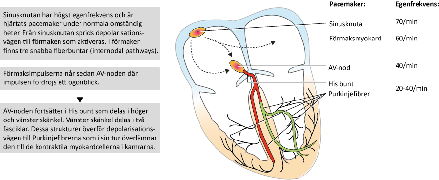 Figur 4. Översikt av retledningssystemet och impulsens väg genom hjärtat. Till höger i bild syns pacemaker-hierarkin i hjärtat. Samtliga dessa strukturer har alltså automaticitet och kan därför etablera en rytm. Sinusknutan har högst egenfrekvens, vilket förklarar varför den sätter hjärtrytmen under normala omständigheter.