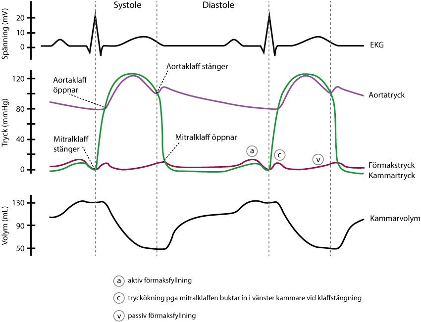 Figur 6. För särskilt intresserade läsare visas här relationen mellan EKG-kurvans komponenter och tryckförhållandena i förmak, kammare och aorta.