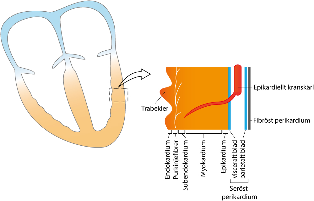 Figur 5. Schematisk bild av hjärtmuskelväggens lager. Notera att termen "myokardium" oftast används för att beskriva hela tvärsnittet.