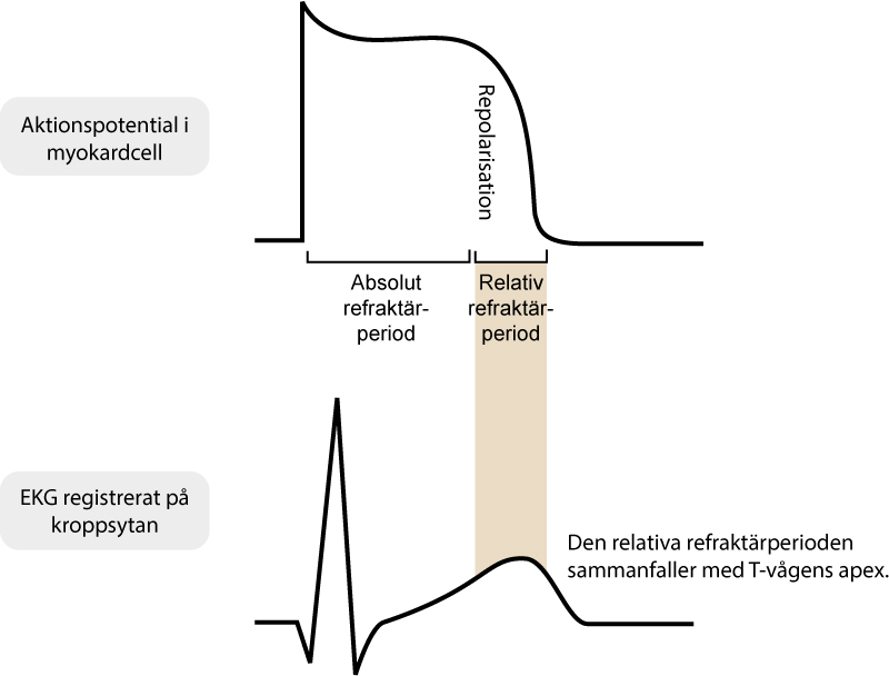Figur 6A. Refraktärperioder under aktionspotentialen.