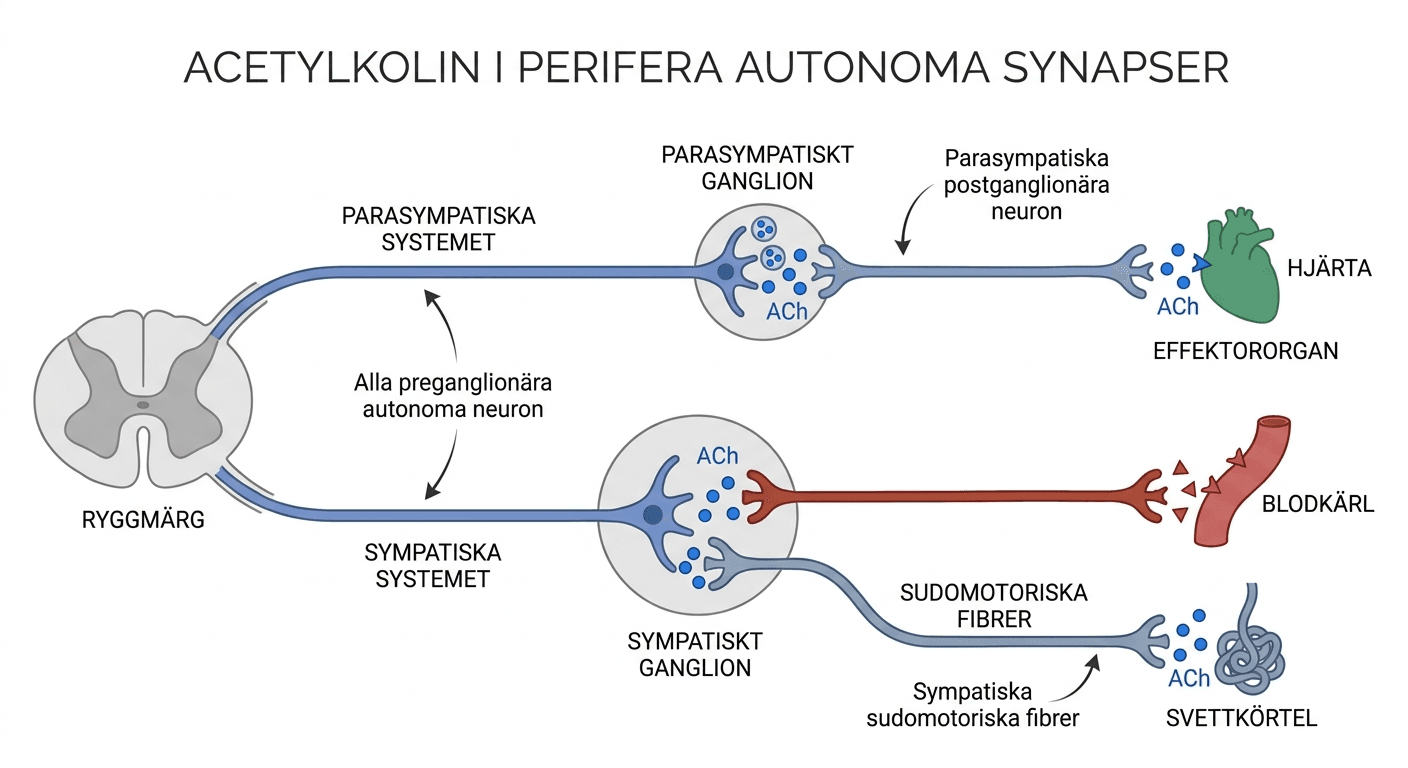 Acetylkolinets användning i perifera autonoma synapser