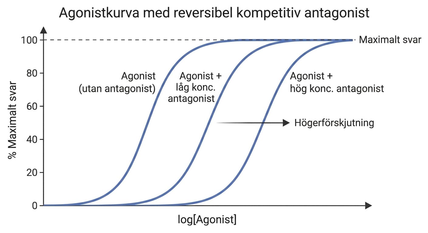 Agonistkurva utan antagonist och vid två koncentrationer av reversibel kompetitiv antagonist.
