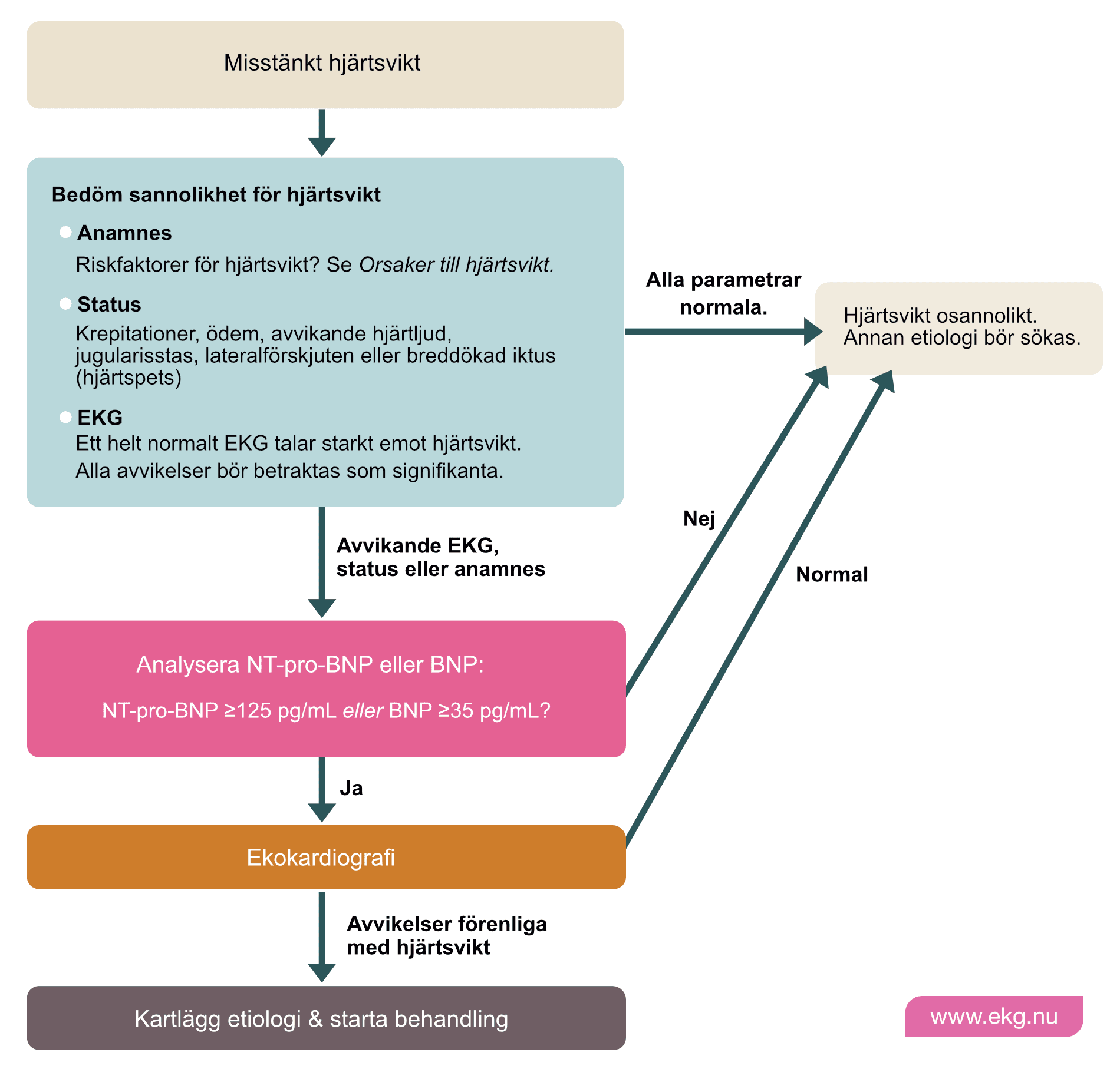 Algoritm för utredning av hjärtsvikt enligt ESC