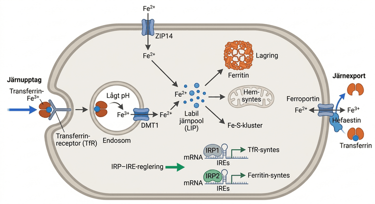 Schematisk bild över cellens järnomsättning med transferrinreceptor, DMT1, labil järnpool, ferritin, ferroportin och IRP-IRE-reglering