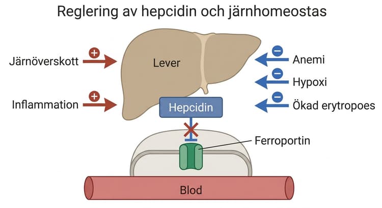 Schematisk bild över hur järnöverskott och inflammation ökar hepcidin medan anemi, hypoxi och ökad erytropoes hämmar det, och hur hepcidin blockerar ferroportin