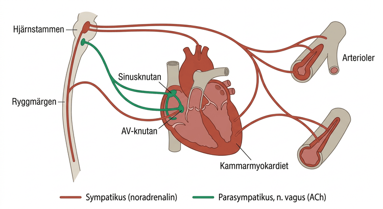 Schematisk autonom innervation av hjärta, artärer och vener