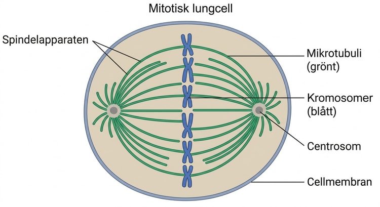 Fluorescensfärgad cell i mitos med grönt markerade spindelmikrotubuli.