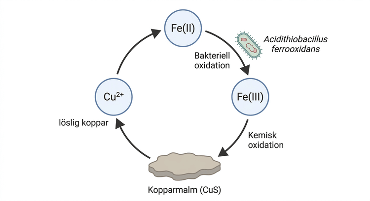 Schematisk framställning av bakteriellt driven biolakning av kopparmalm