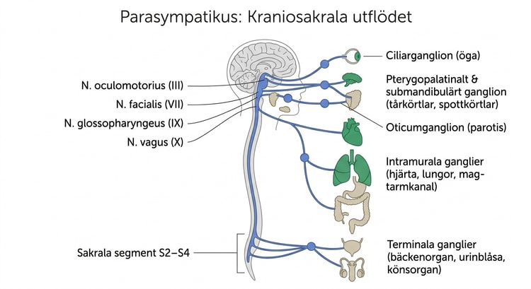 Anatomisk översikt över parasympatikus kraniosakrala utflöde