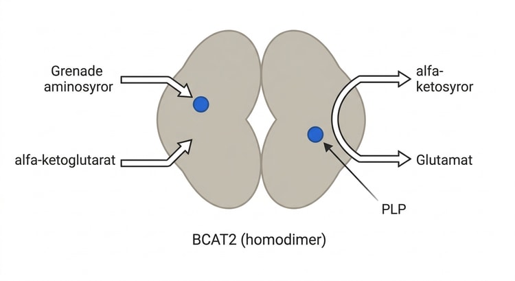 Struktur av humant mitokondriellt branched-chain-aminotransferas som homodimer med bundet pyridoxal-5-fosfat.