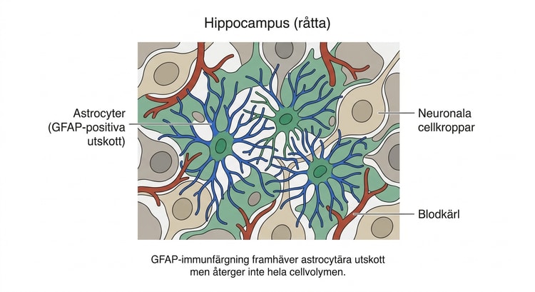 GFAP-immunfärgade astrocyter med förgrenade utskott i råtthippocampus.