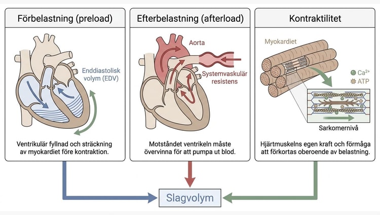 Översikt över preload, afterload och kontraktilitet som determinanter för slagvolym