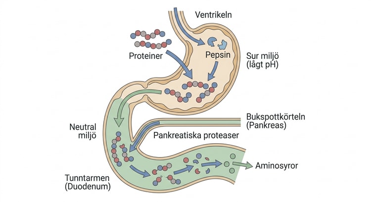 Schematisk bild av proteindigestion med pepsin i ventrikeln och pankreatiska proteaser i tunntarmen.
