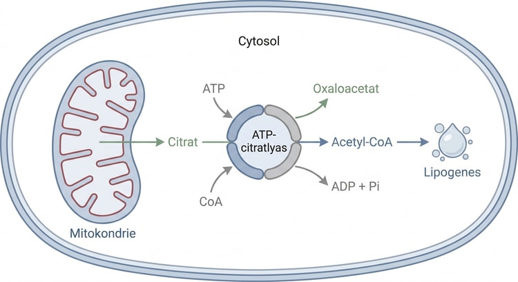 ATP-citratlyasens reaktion där citrat klyvs till acetyl-CoA och oxaloacetat