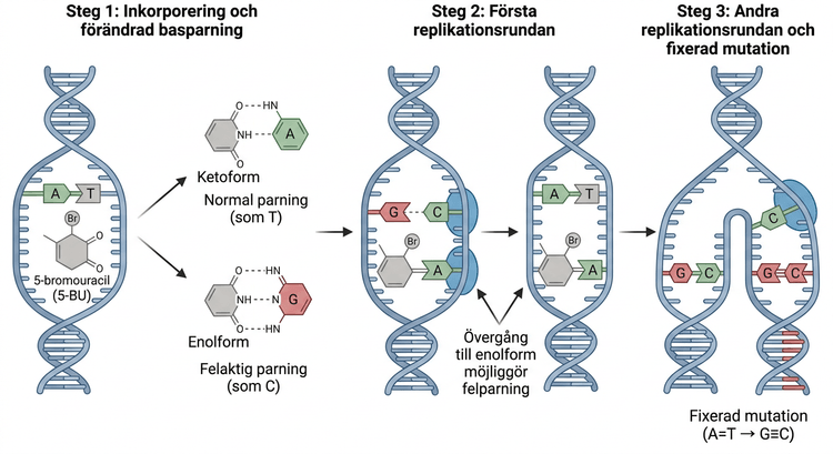 Mutagenes genom basanalogen 5-bromouracil och förändrad basparning under replikation.