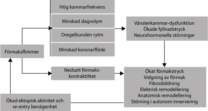 Figur 43. Figuren visar hur uppkomst av förmaksflimmer gynnar fortsatt flimmeraktivitet och störning av vänsterkammarfunktion.