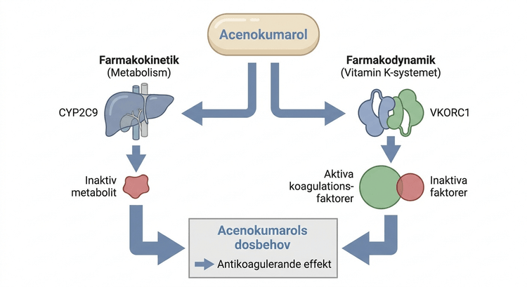 Schema över kandidatgener som påverkar acenokumarols metabolism och antikoagulerande effekt.