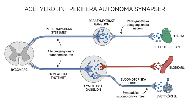 Acetylkolinets användning i perifera autonoma synapser
