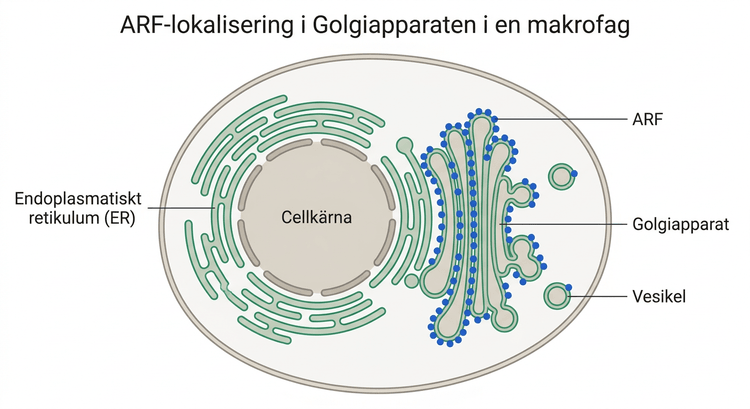 Fluorescensbild av ARF-lokalisering i Golgiapparaten i en levande makrofag