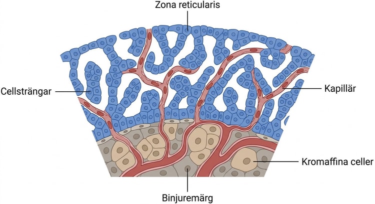 Histologiskt mikrofotografi av zona reticularis i human binjure.