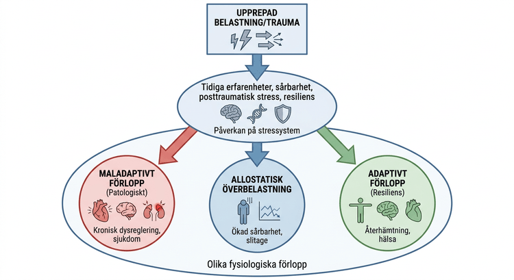 Schematisk illustration av olika förlopp vid allostatisk belastning, trauma och resiliens