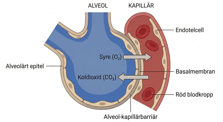 Histologiskt tvärsnitt genom en alveolvägg med alveolärt epitel och intilliggande kapillär