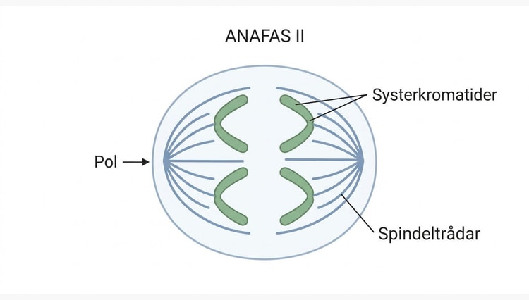 Anafas II med separation av systerkromatider