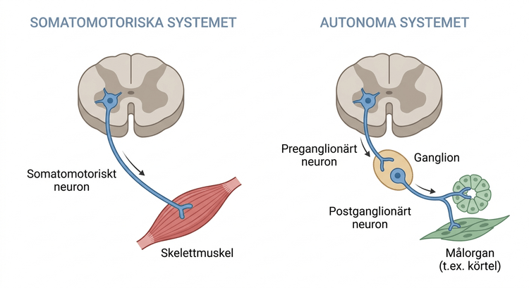 Jämförelse mellan somatomotoriska och autonoma efferenta nervbanor