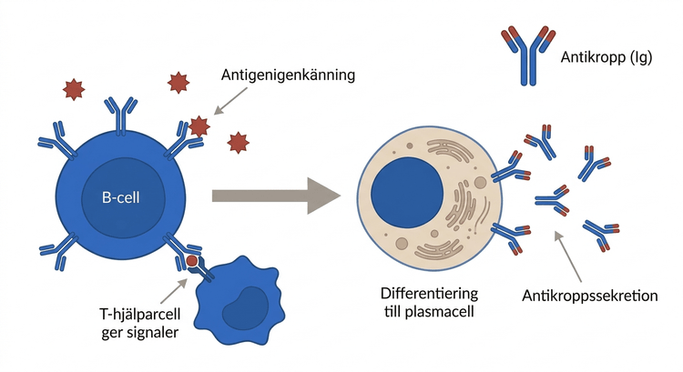 B-cell som känner igen antigen, får hjälpsignaler och differentierar till antikroppssecernerande cell