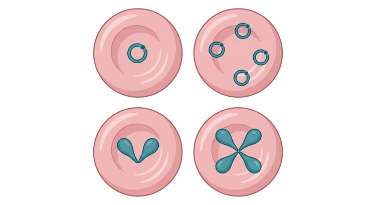 Schematisk bild av fyra röda blodkroppar sedda uppifrån. Den övre vänstra innehåller en enda ringformad parasit med en liten mörk kärnpunkt, den övre högra fyra separata ringar i samma cell, den nedre vänstra två päronformade organismer som möts med sina spetsar i ett V och den nedre högra fyra päronformade organismer som möts i cellens mitt och bildar ett kors.