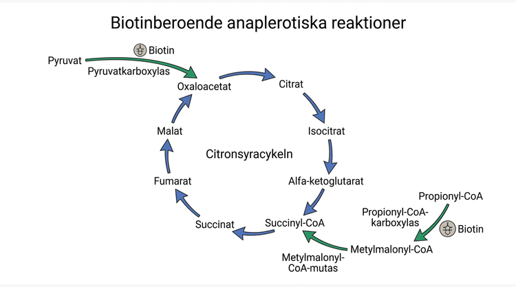 Biotinberoende anaplerotiska reaktioner kring citronsyracykeln