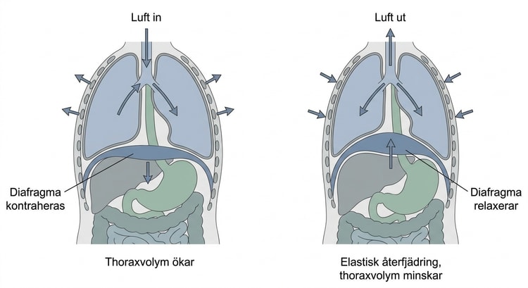 Schematisk bild av diafragmans och bröstkorgens rörelser vid lugn inspiration och expiration.