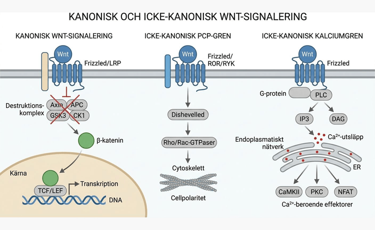 Schematisk översikt över kanonisk Wnt-signalering och de icke-kanoniska PCP- och kalciumgrenarna.