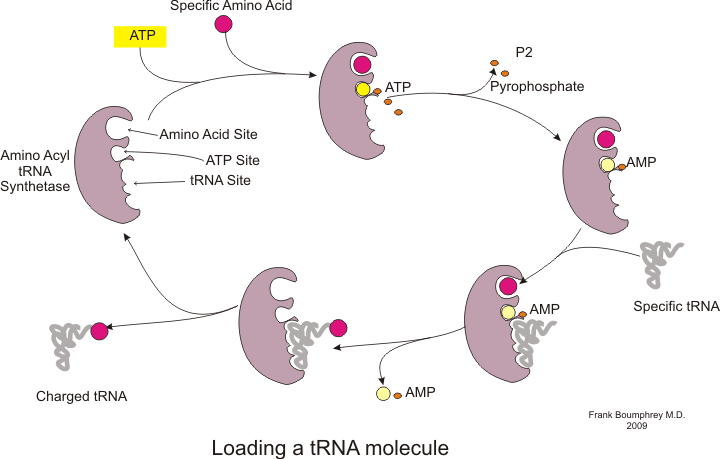 Aminoacyl-tRNA-syntetas laddar ett tRNA med en aminosyra