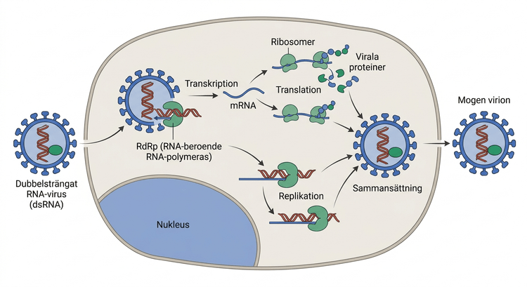 Replikationsschema för ett dubbelsträngat RNA-virus i Baltimoregrupp III.