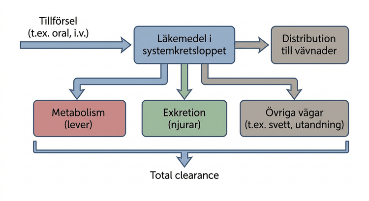 Schematisk framställning av läkemedelstillförsel, distribution och clearance via flera eliminationsvägar.