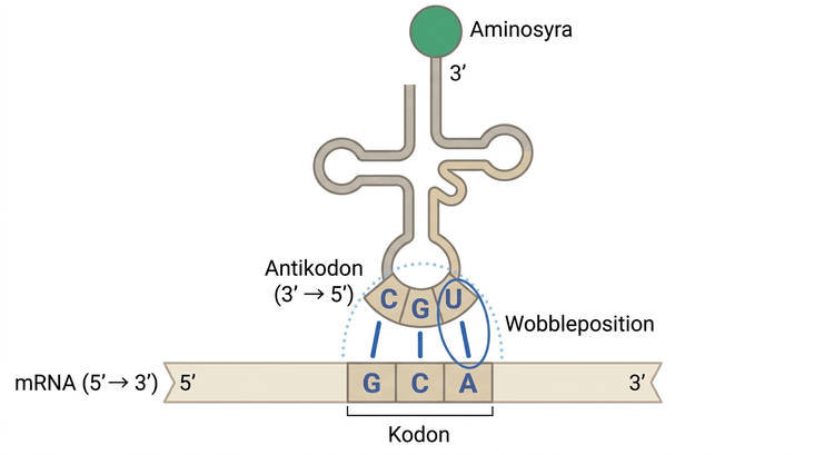 Antiparallell basparning mellan kodon och tRNA-antikodon
