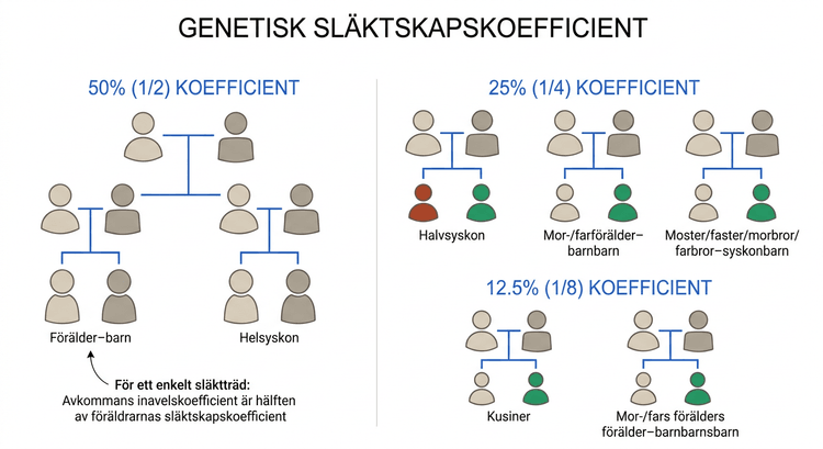 Diagram över familjerelationer och deras genetiska släktskapskoefficienter