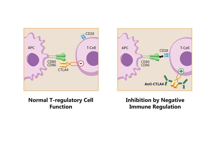 Diagram över CD28- och CTLA-4-signalering mellan T-cell och antigenpresenterande cell.