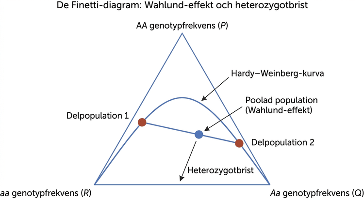 De Finetti-diagram över genotypfrekvenser och Wahlund-effekt