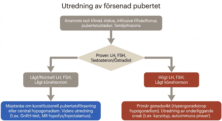 Flödesschema för utredning av försenad pubertet