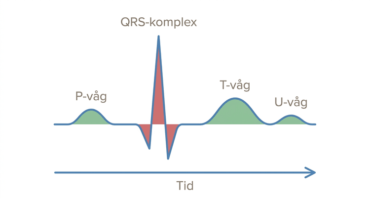 Schematisk EKG-cykel med P-våg, QRS-komplex, T-våg och U-våg.