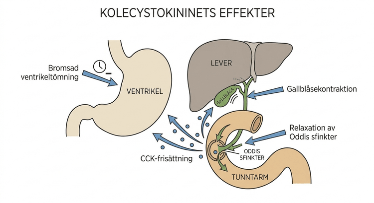 Schema över kolecystokininets effekter på ventrikel, lever, gallblåsa och Oddis sfinkter.