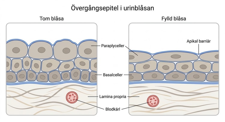 Ljusmikroskopisk bild av urinblåsans övergångsepitel med flerskiktat urothelium.