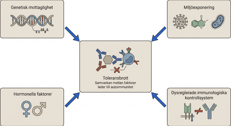 Schematisk bild av genetiska, miljömässiga, hormonella och immunologiska faktorer vid autoimmunitet.