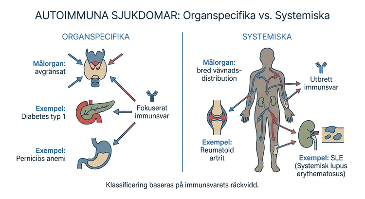 Schematisk indelning av autoimmuna sjukdomar i organspecifika och systemiska former.