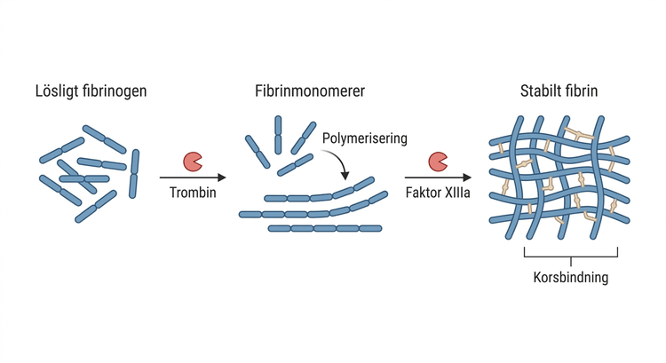 Schematisk omvandling av fibrinogen till fibrin