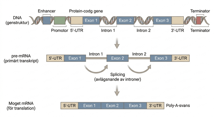 Struktur hos en proteinkodande eukaryot gen med regulatoriska element, exoner, introner och UTR.