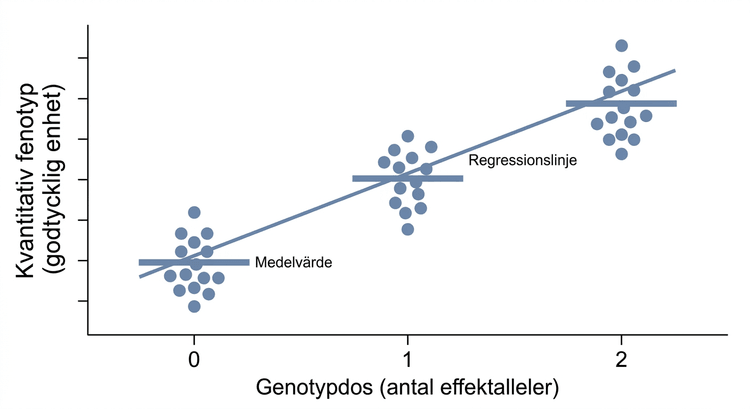 Regressionsdiagram med genotypdos 0, 1 och 2 samt en kvantitativ fenotyp.