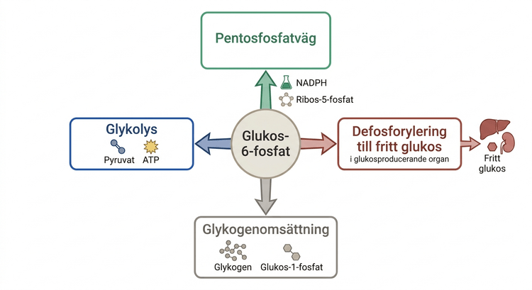 Schema över glukos-6-fosfats metabola öden i olika vävnader.